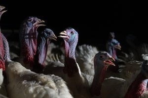 The turkeys at this farm are genetically bred for the plate. They are substantially heavier than their wild counterparts, can no longer fly, and hobble awkwardly under their weight. The turkeys do not get to walk much at all, as their density in each barn allows them little room to move about. 